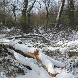 1301S 06 Schnee Spaziergang